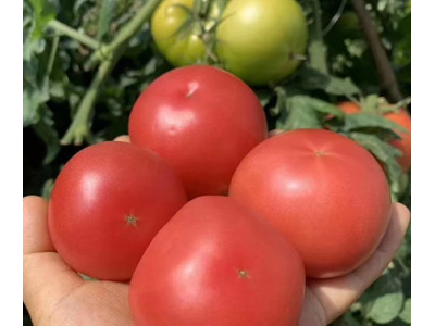现摘新鲜米易沙瓤番茄应季蔬菜普罗旺斯西红柿露天种植水果番茄