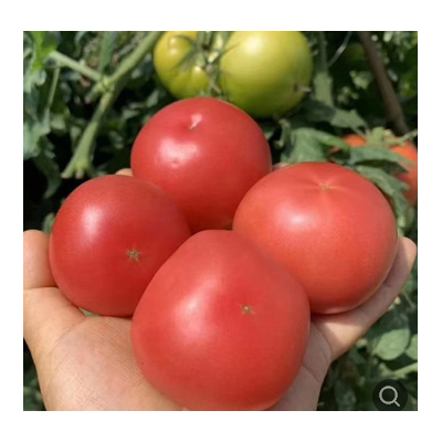 现摘新鲜米易沙瓤番茄应季蔬菜普罗旺斯西红柿露天种植水果番茄