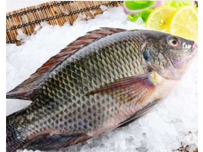 三去罗非鱼福寿鱼天然养殖新鲜鱼特价冷冻鱼腌制烧烤