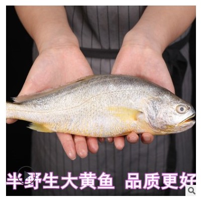 黄花鱼500g新鲜鱼大黄鱼鲜活海鲜水产野生冷冻生鲜小深海鱼鲜海鱼