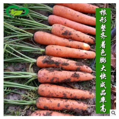 一尺参王胡萝卜种子 农田菜园耐暑皮肉芯桔红甜脆胡萝卜蔬菜籽