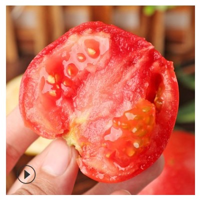 大红西红柿 番茄 水果 蔬菜 爽口多汁产地直发 一件代发 包售后