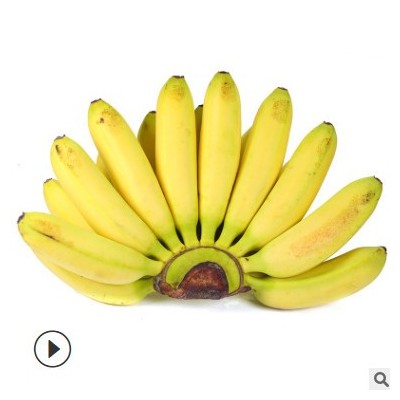 广西小米蕉banana香蕉 新鲜应季水果 香甜芭蕉黄皮全年供货代发