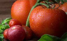 大棚番茄畸形叶教大家3种解决措施大棚有机蔬菜种植技术天天学农业